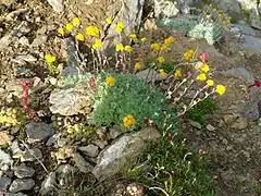 Artemisia glacialis(Génépi des glaciers), Haute Maurienne.