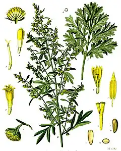 L'Absinthe (Artemisia absinthium L.) autre plante du genre Artemisia