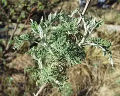 Description de l'image Artemisia afra 07102003 Afrique du sud 3.jpg.