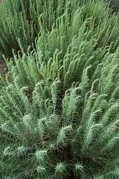 Description de l'image Artemisia filifolia.jpg.