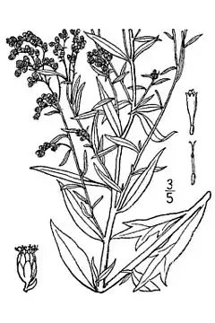 Description de l'image Artemisia ludoviciana.jpg.