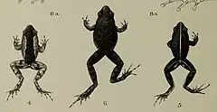 Description de l'image Arthroleptis feae - Annali del Museo civico di storia naturale di Genova (1905) (18223235080) (cropped).jpg.