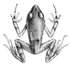 Description de l'image Arthroleptis poecilonotus.jpg.