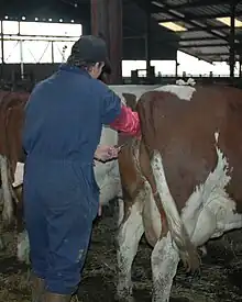 Photo couleur d'un opérateur en bleu de travail. Il a un bras droit enfoncé dans le rectum d'une vache pie rouge à mamelle développée et sa main gauche guide un tube relié à une seringue pour injecter le sperme de taureau.