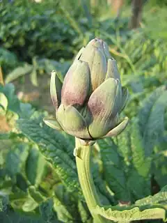 L'involucre de la fleur d'artichaut en bouton.