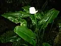 Arum dans la forêt de Bébour.