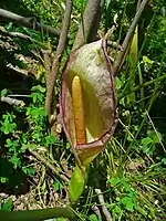 Inflorescence d'Arum concinnatum : spathe en cornet entourant le spadice