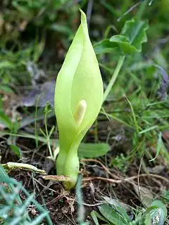 fleur - arum