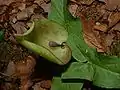 Spathe de gouet maculé