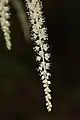 Détail d'une hampe florale d’Aruncus dioicus.