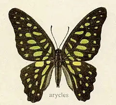 Description de l'image Arycles1.jpg.