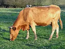 Vache unie rouge au pâturage.