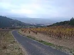 En arrière, le début de l'ascension à travers les vignes de Tuchan.