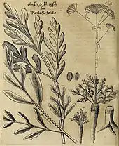 Dessin à la plume d'une plante à racine tubérisée, avec une rosette de feuilles et portant plusieurs ombelles, avec un détail des feuilles et des fruits.