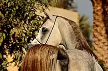 Vu d'un cheval de dos, sa tête est tournée vers la gauche