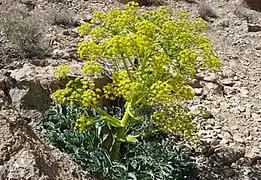 Photo en couleurs d'une plante herbacée à nombreuses ombelles de fleurs jaunes, sur sol caillouteux et sec.