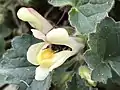 Fleur pollinisée par le bourdon des jardins