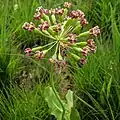 Longs pédicelles portés par un pédoncule unique chez une Apocynaceae des États-Unis, Asclepias amplexicaulis (en).