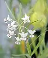 Inflorescence