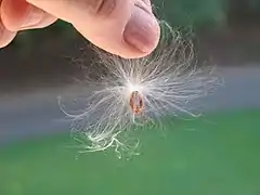 Graine d'Asclepias syriaca prête à être emportée par le vent.