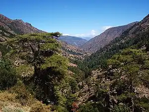 Photo d'une vallée d'altitude en Corse, avec des pins au premier plan et un ciel bleu dégagé.
