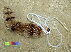 Une holothurie rose cendrée (Holothuria fuscocinerea) à Singapour.