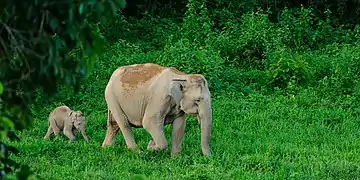 Éléphante et son éléphanteau