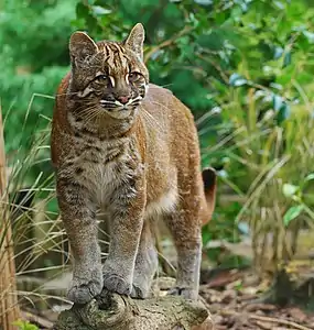 Chat de Temminck.