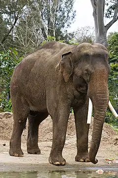 Un éléphant d'Asie.