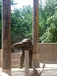 Mimi, un éléphant d'Asie.