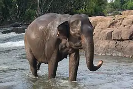 Un éléphant marche dans l'eau d'une rivière ; sur la berge, des rochers et des arbres.