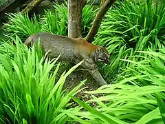 Un Chat de Temminck à la robe grise au zoo d'Édimbourg.