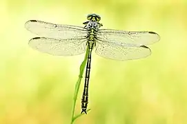 Dans une atmosphère jaune un insecte très fin, long, vert clair, quatre ailes transparentes sur le devant, monté sur un brin d'herbe.