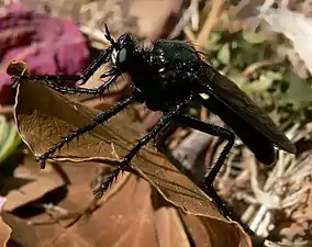 « Asile » ou « Mouche à toison » mâle (Dasypogon diadema), diptère prédateur