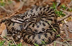 Vipera aspis