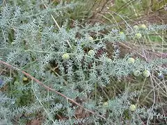 Asparagus acutifolius