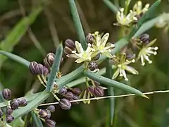 Asparagus stipularis