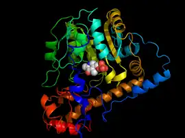 Image illustrative de l’article Aspartate aminotransférase