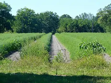 Aspergerais biologique d'Uza, production d'asperges des Sables des Landes (IGP), domaine de Lur-Saluces