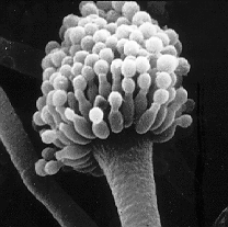 Image en noir et blanc, photographie prise en microscopie électronique, montrant la disposition caractéristique des conidiophores.