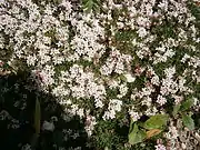 Asperula gussonei