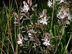 Asphodèle à petits fruitsAsphodelus ramosus