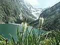 Inflorescence - lac du Lauvitel - France (38).