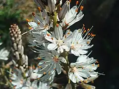 Photographie d'un asphodèle blanc.