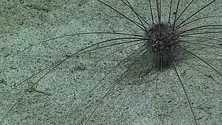 Aspidodiadema hawaiiense, un Aspidodiadematoida