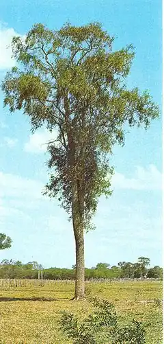 Quebracho blanco (Aspidosperma quebracho-blanco).