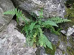 Description de l'image Asplenium-fontanum-Soller.jpg.