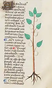Texte sur une colonne étroite à gauche, orné de lettrines en couleur, avec un dessin en couleur d'une plante à feuilles ovales et entières, portant la résine comme des fruits, à droite.