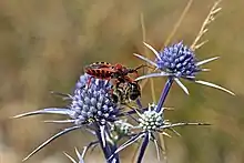 Réduve irascible (Rhynocoris iracundus, Reduviidae, Cimicomorpha) avec sa proie (abeille, Apis sp.)