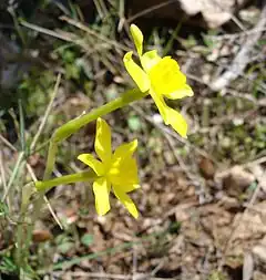 Un narcisse d'Asso (Narcissus assoanus), une plante qui aime les sols arides